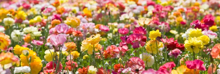Comment Grasse est devenue la capitale du parfum
