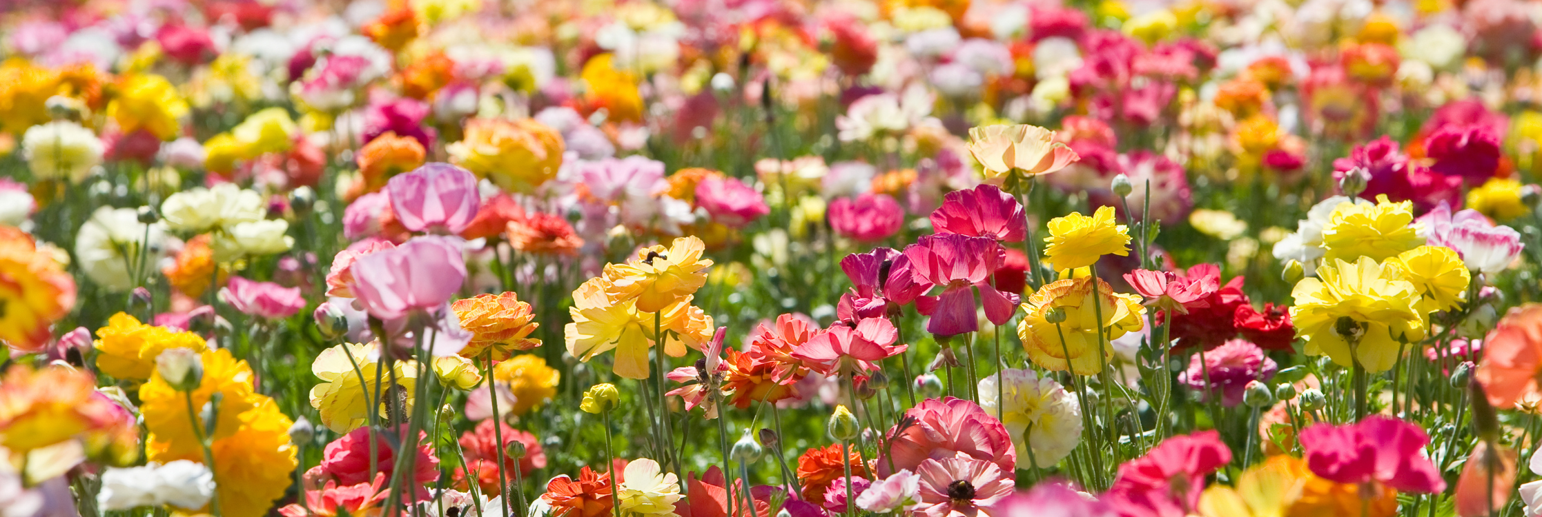 Comment Grasse est devenue la capitale du parfum