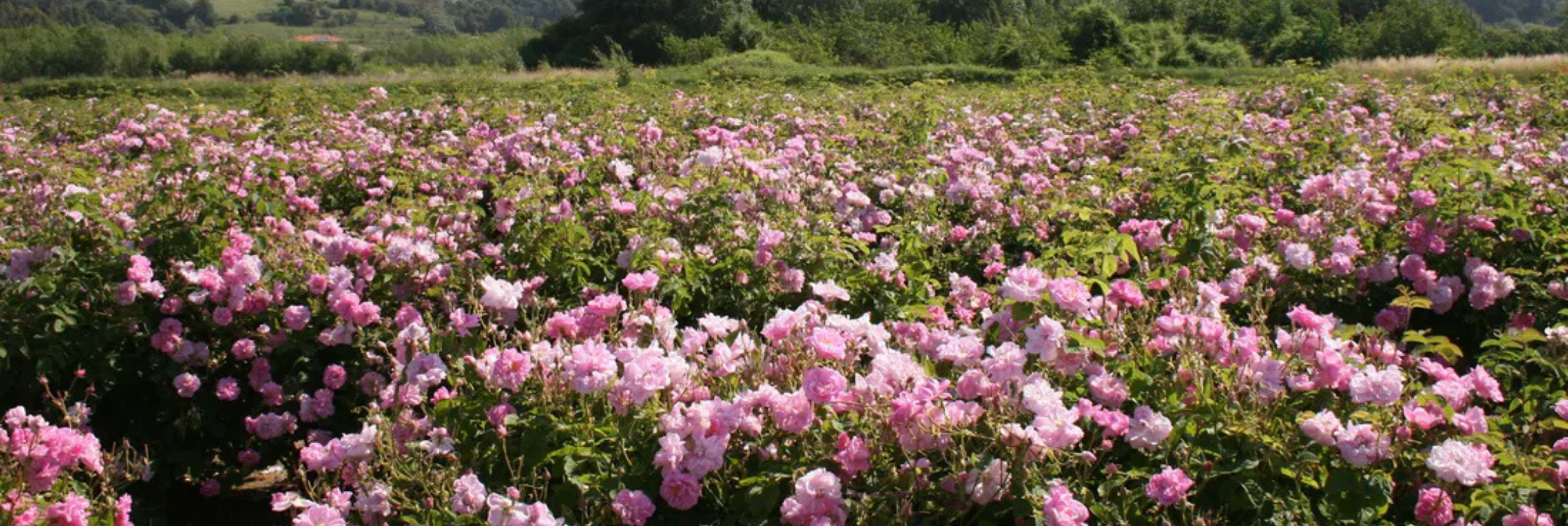 parfums-de-grasse-vs-génériques-pour-bougies-pourquoi-le-savoir-faire-grassois-change-tout